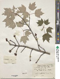 Acer rubrum image