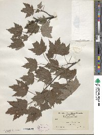 Acer rubrum image