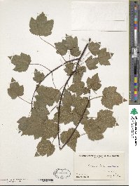 Acer rubrum var. trilobum image