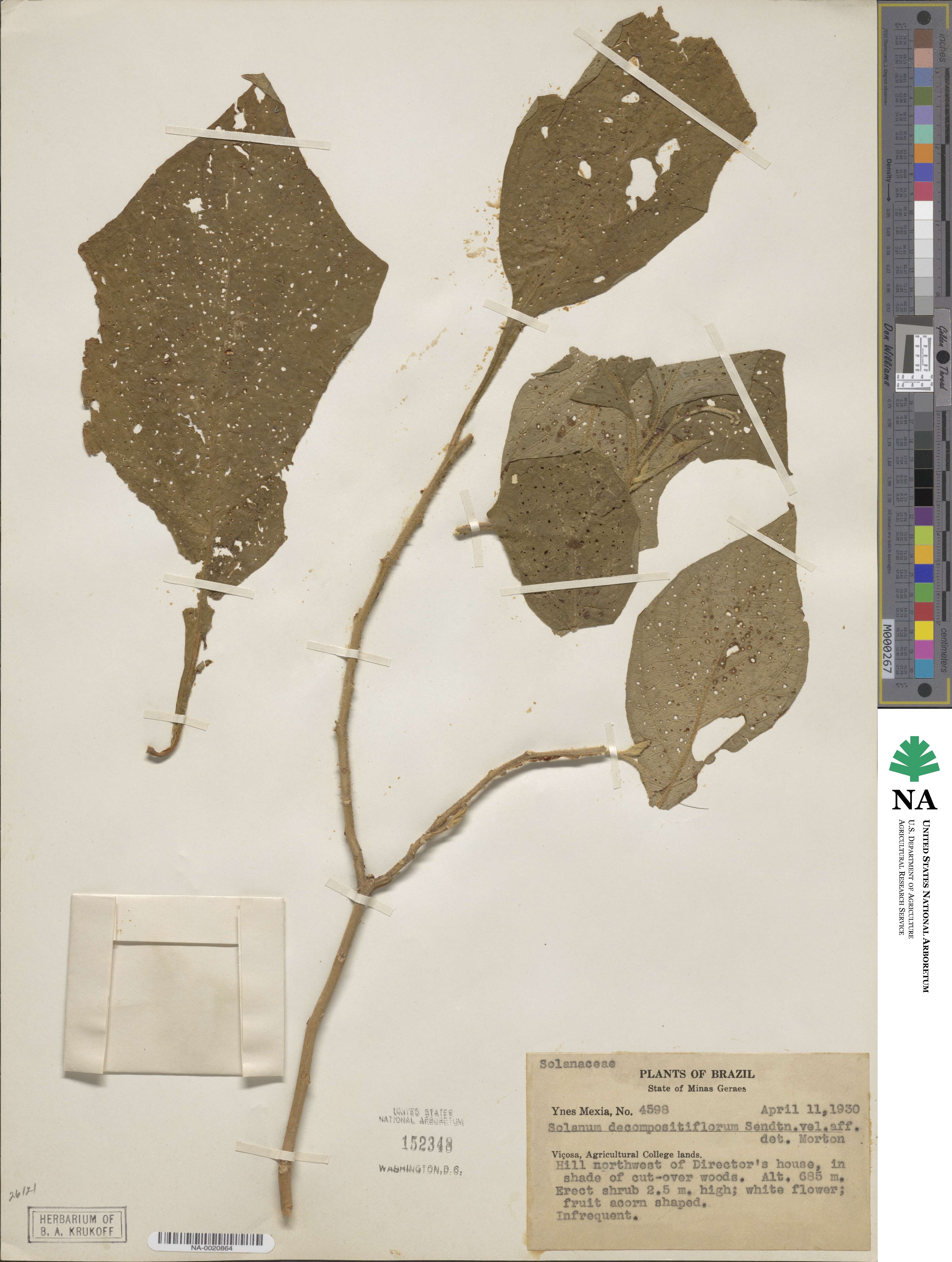 Solanum decompositiflorum image