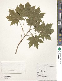 Acer platanoides image