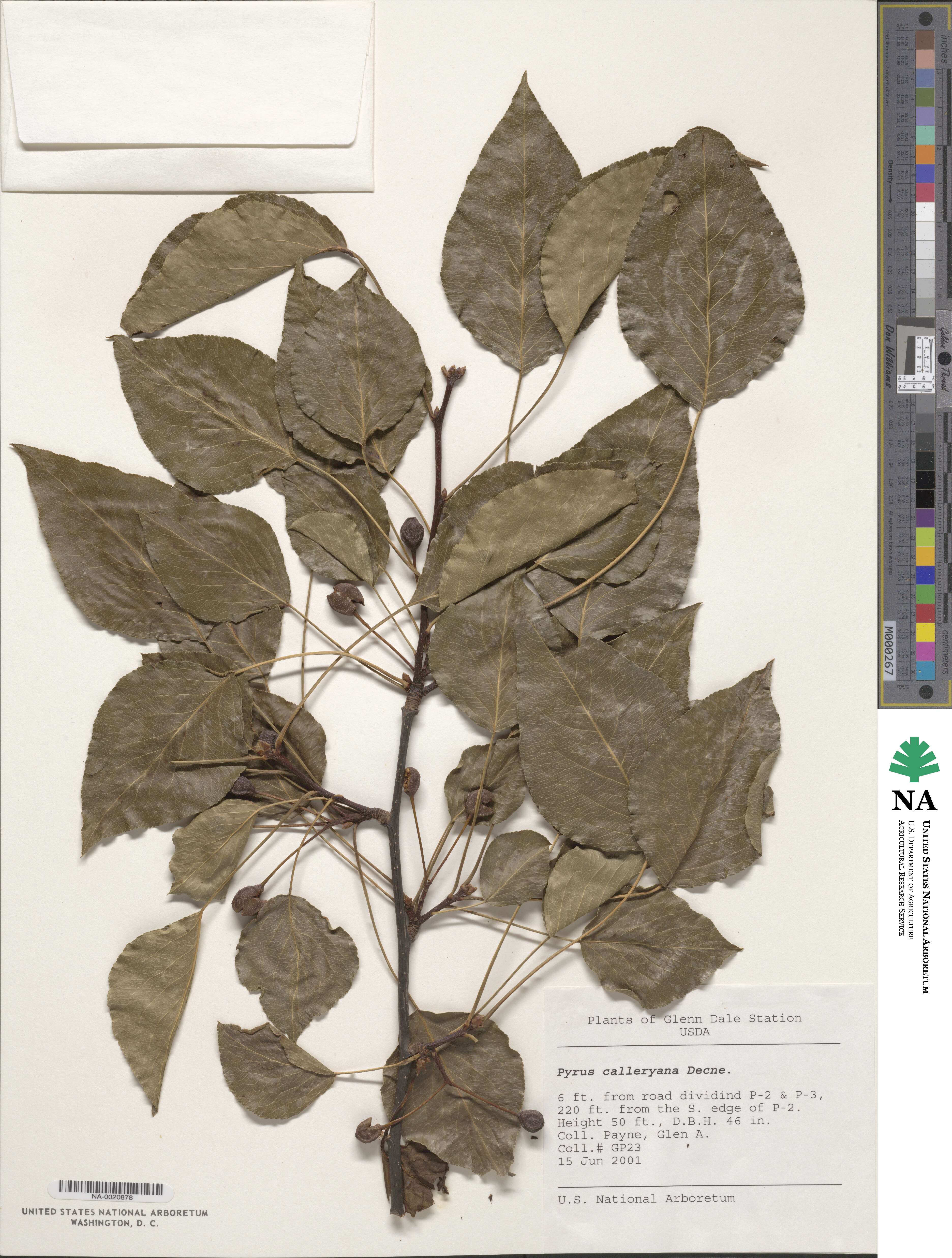 Pyrus image
