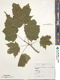 Acer nigrum image