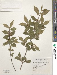 Callicarpa dichotoma image