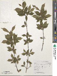 Callicarpa dichotoma image