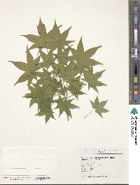 Acer pictum image