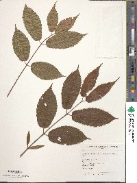 Acer carpinifolium image