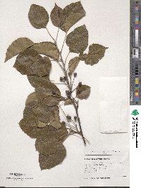 Pyrus calleryana image