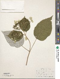 Image of Hydrangea radiata