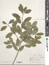 Image of Ilex amelanchier