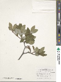 Rhododendron alabamense image