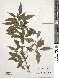 Ilex ambigua image