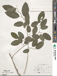 Berchemia scandens image