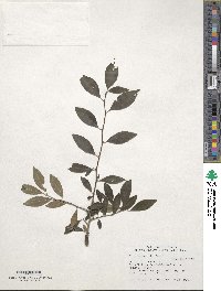 Ilex ambigua image