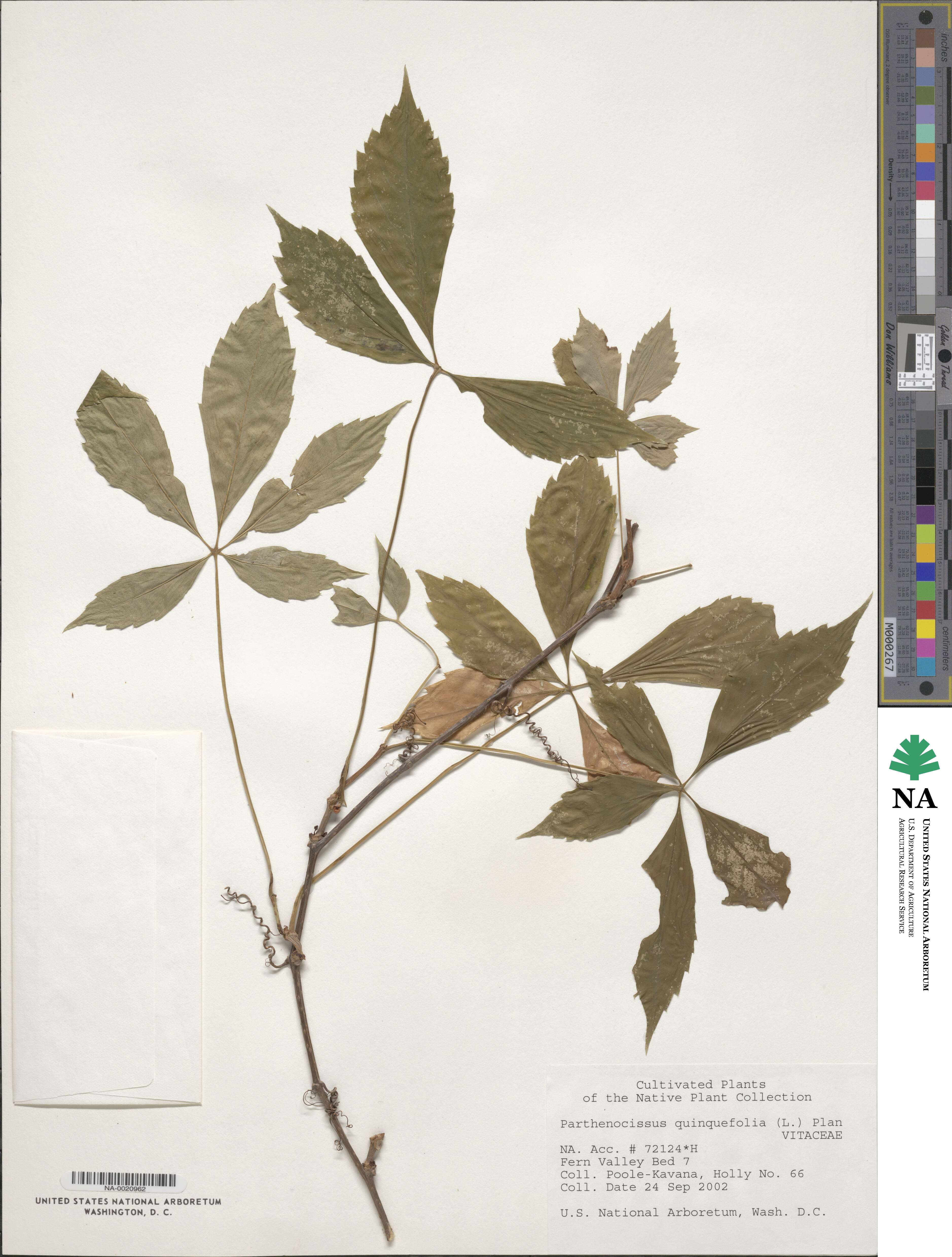 Parthenocissus quinquefolia image