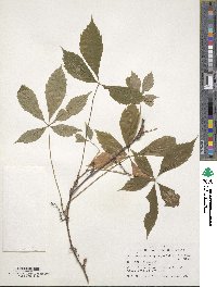 Parthenocissus quinquefolia image