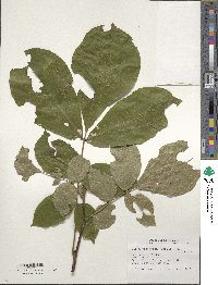 Carya alba image