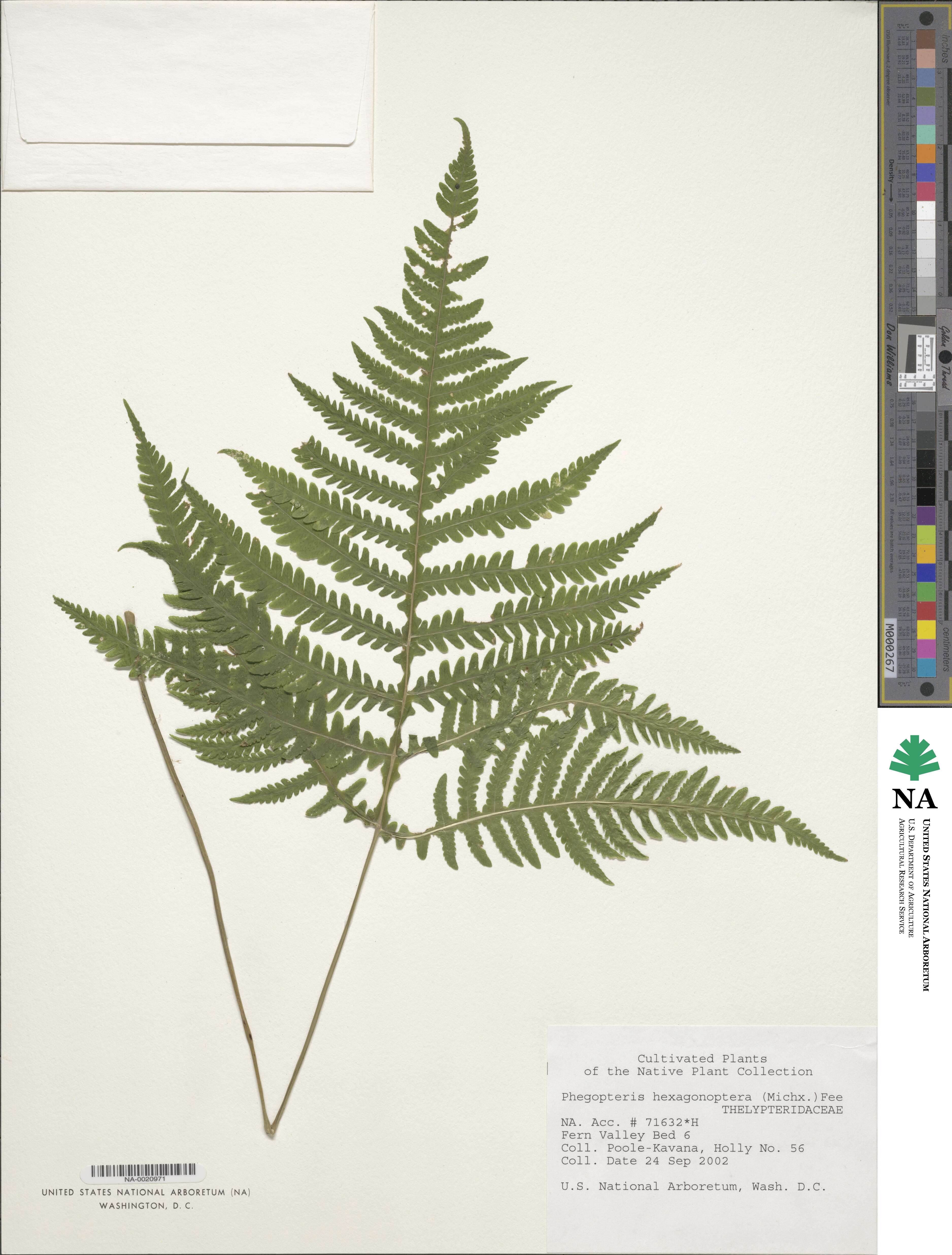 Phegopteris hexagonoptera image