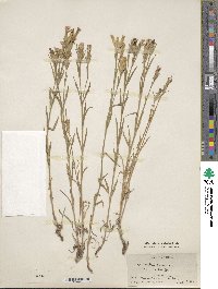 Dianthus chinensis image