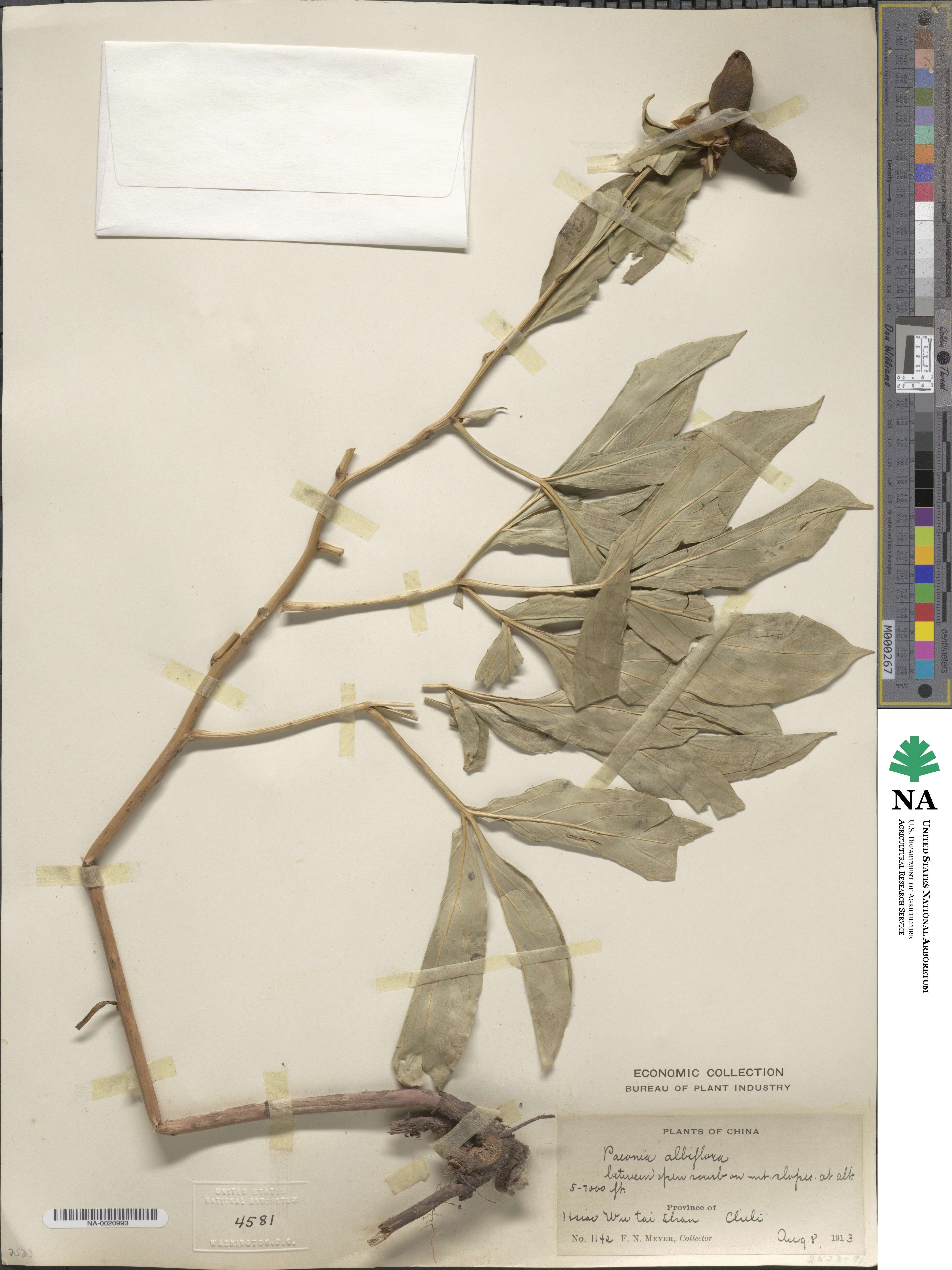 Paeonia lactiflora image