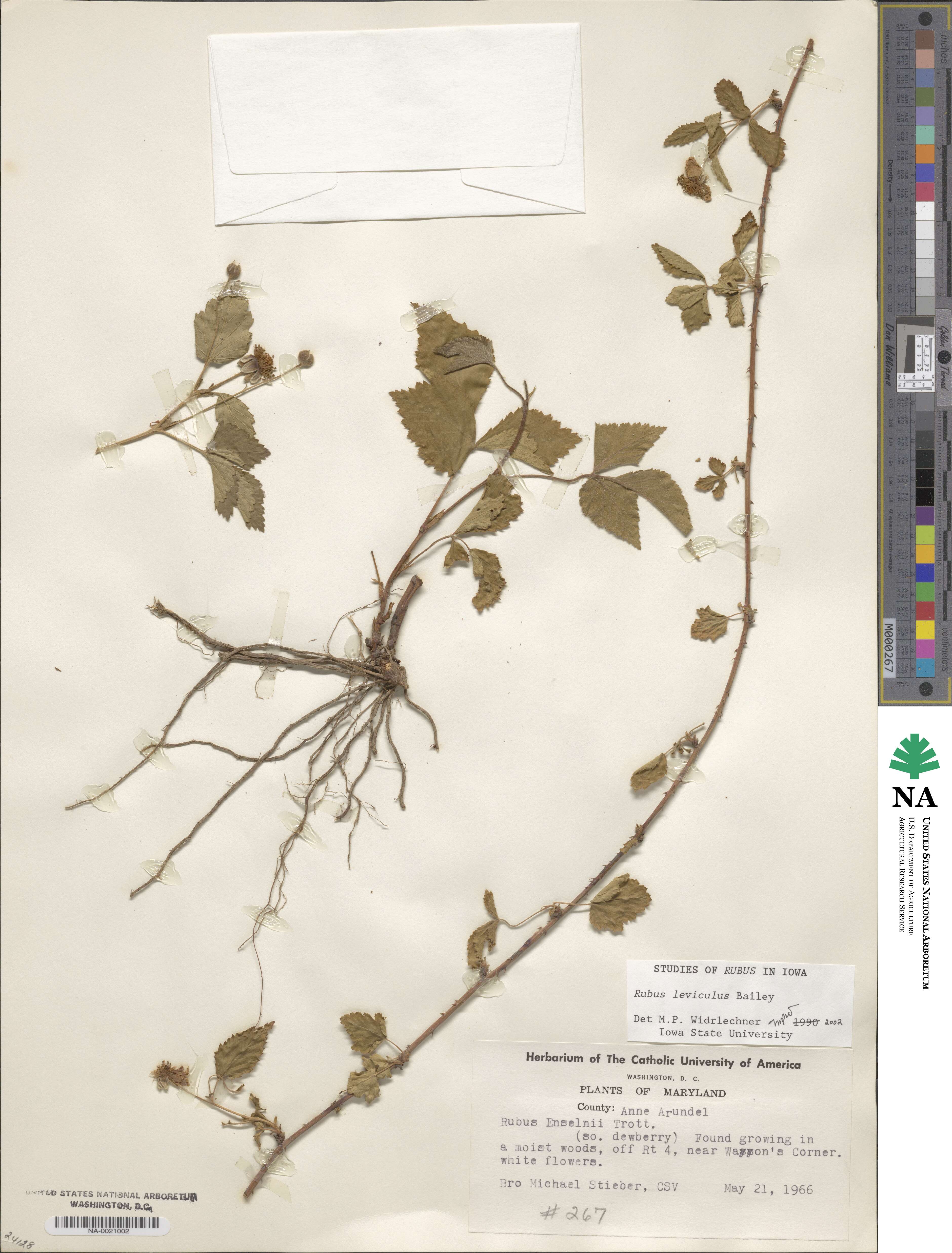 Rubus serratus image