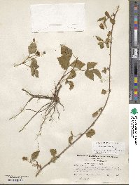 Rubus serratus image