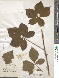 Rubus stipulatus image