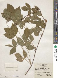 Rubus dissimilis image