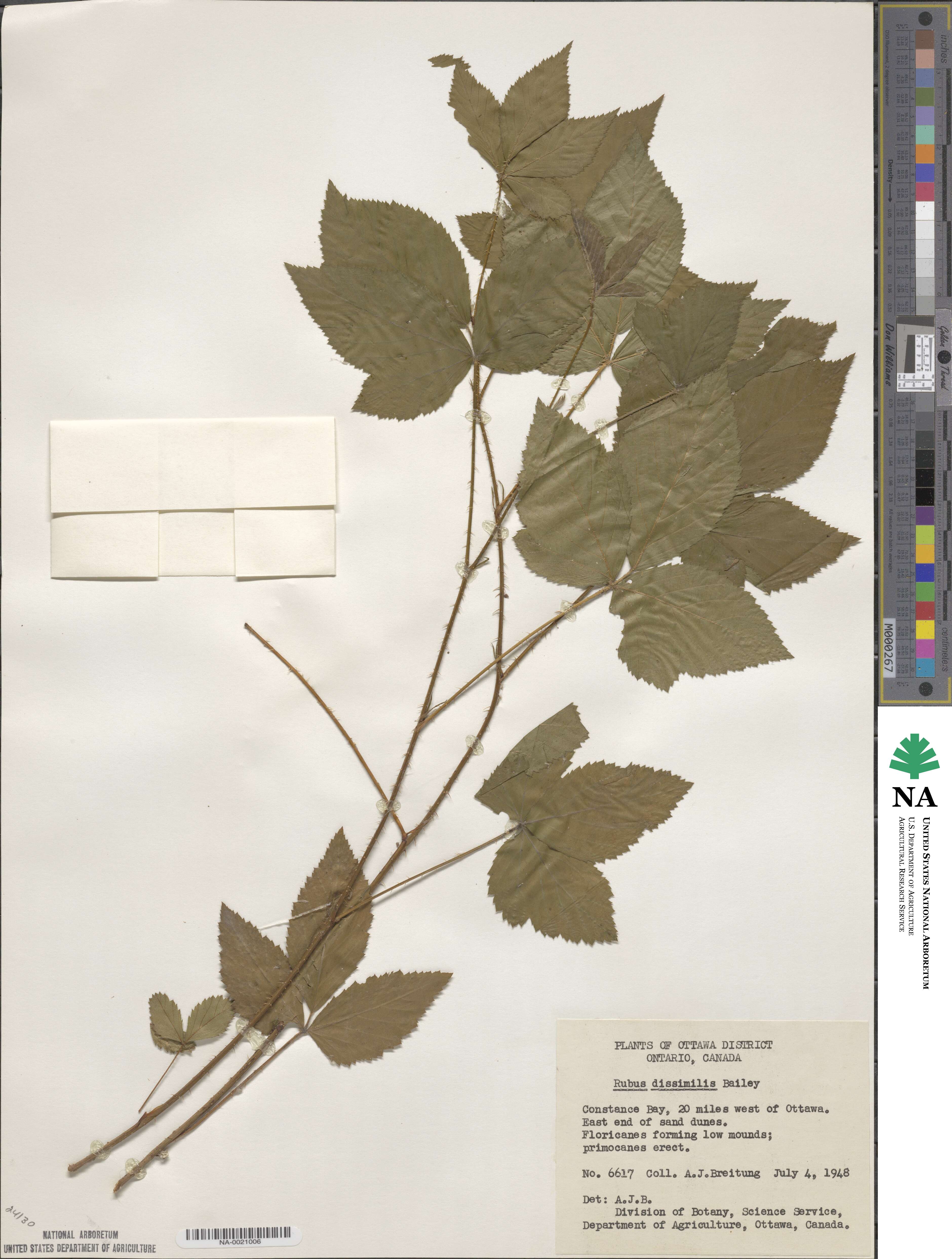 Rubus dissimilis image