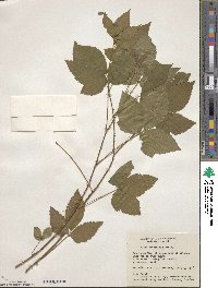 Rubus dissimilis image