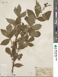 Rubus dissimilis image