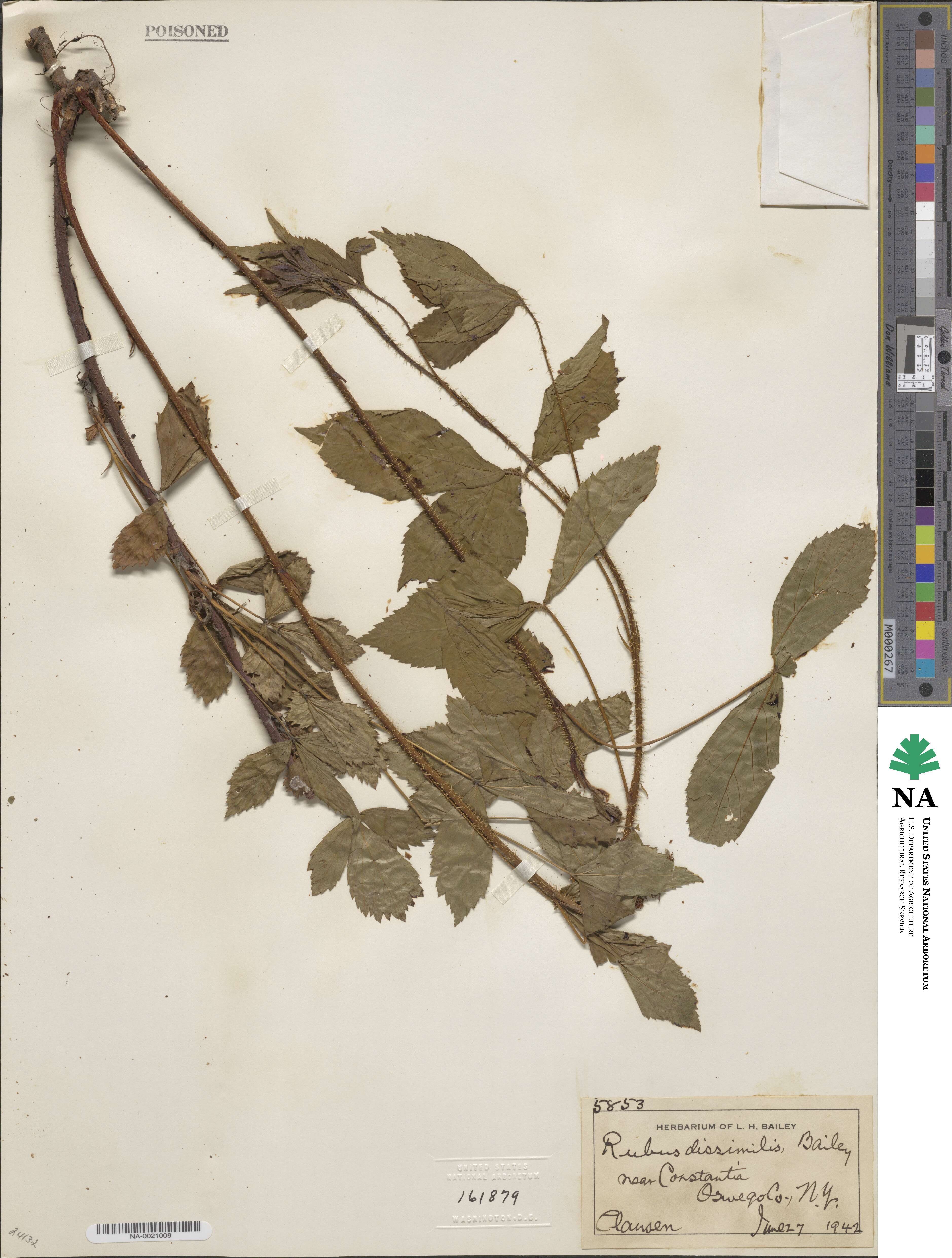 Rubus dissimilis image