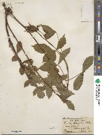 Rubus dissimilis image