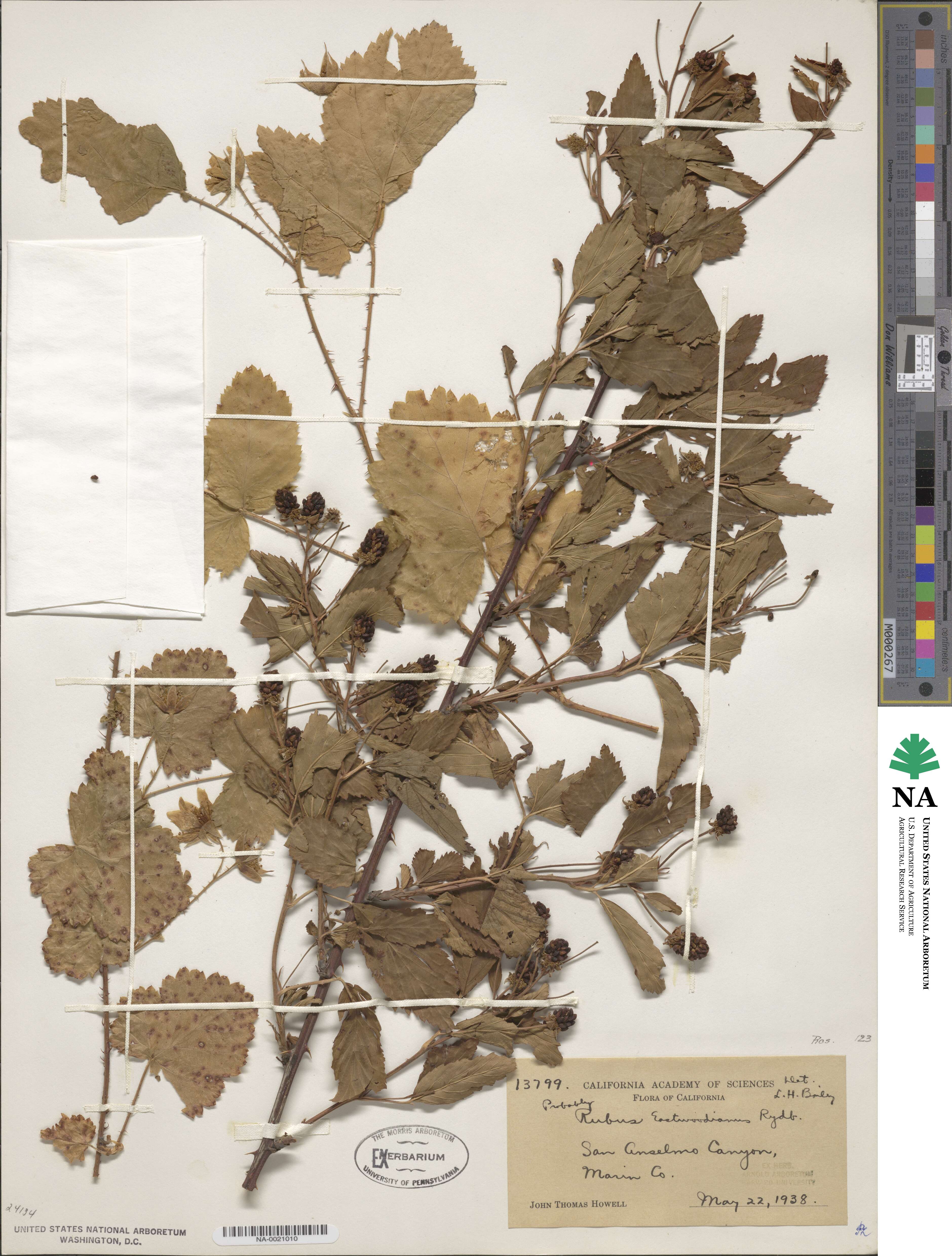 Rubus vitifolius var. eastwoodianus image