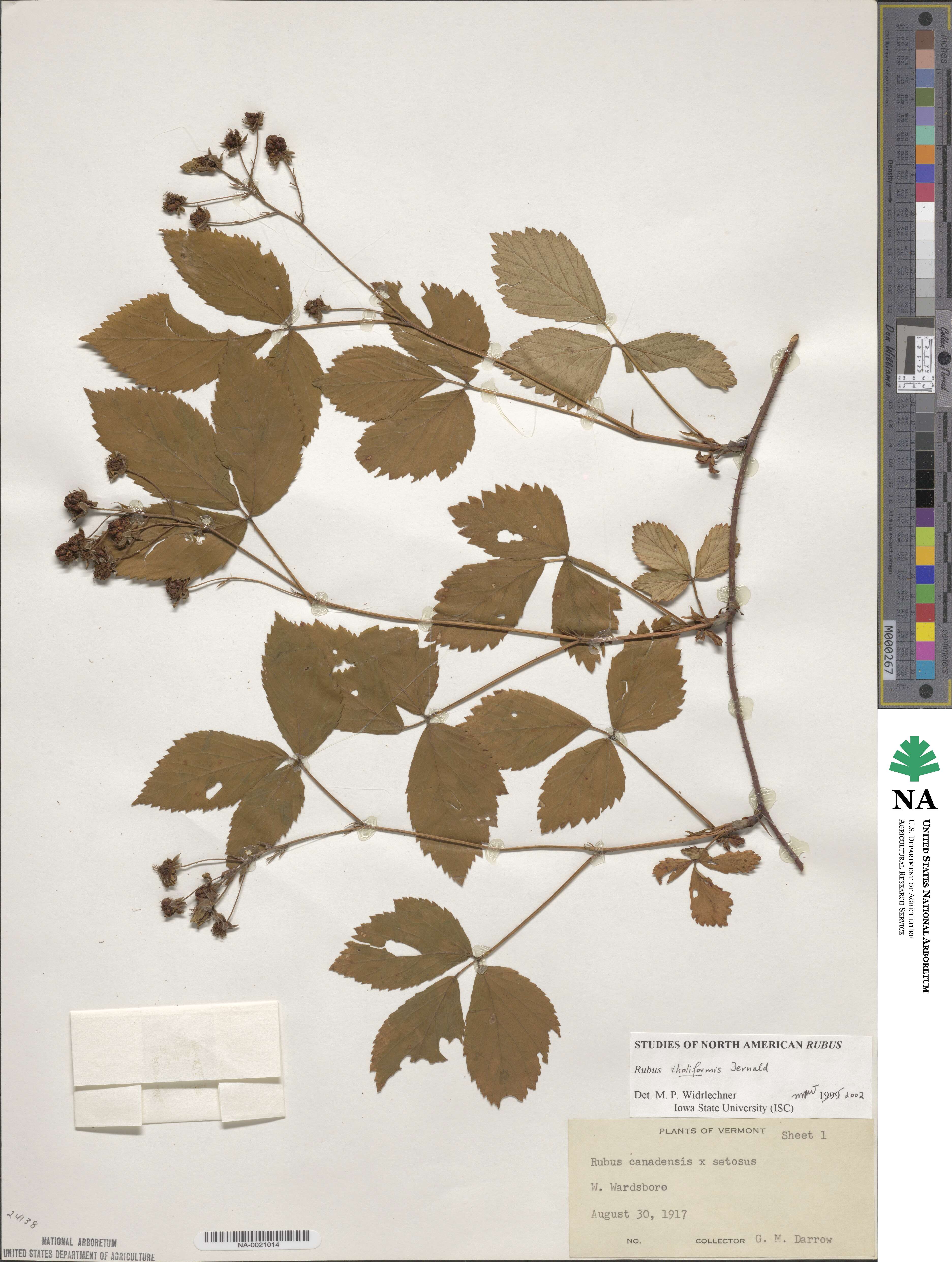 Rubus × tholiformis image