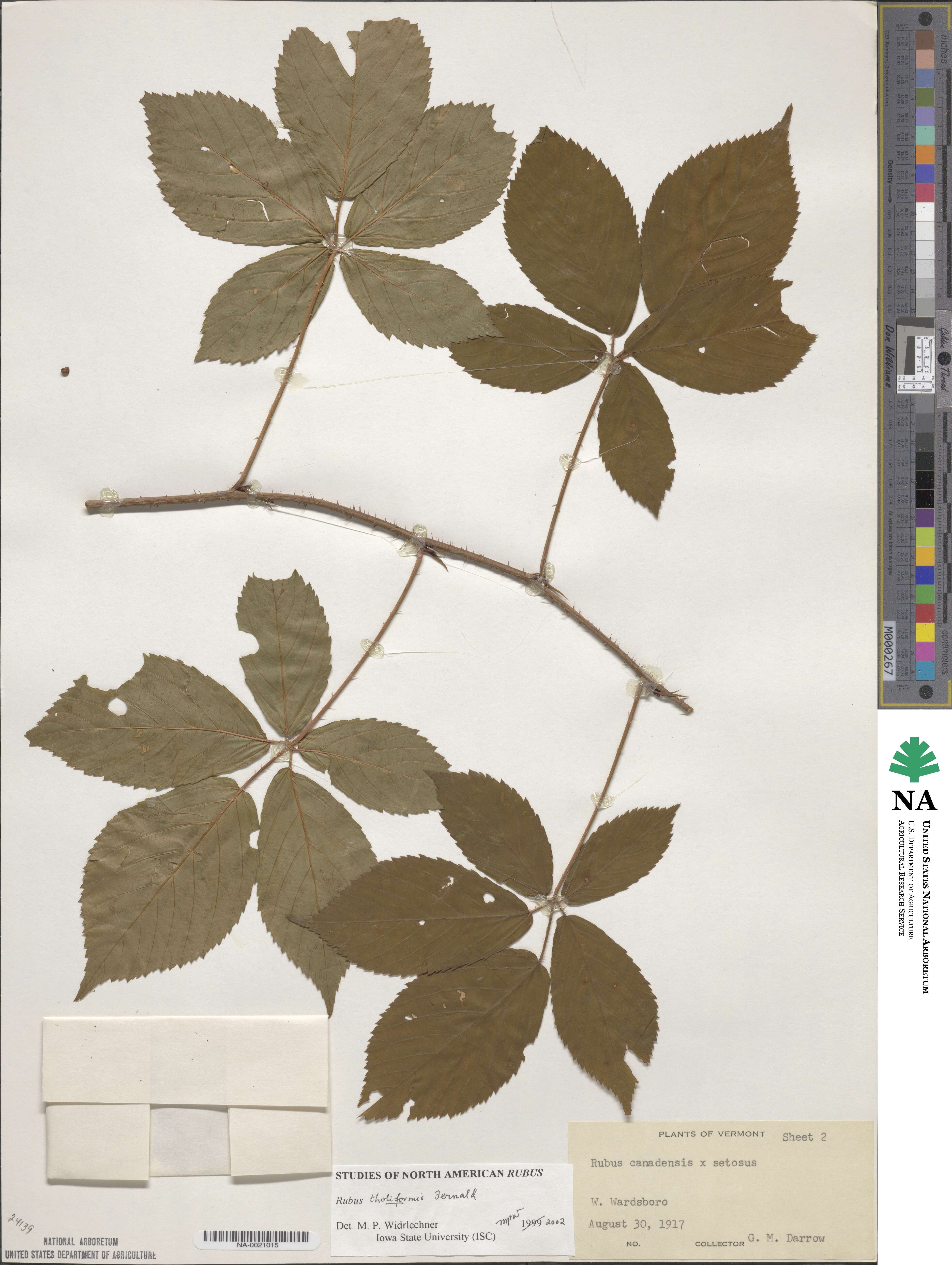 Rubus × tholiformis image