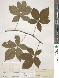 Rubus × tholiformis image