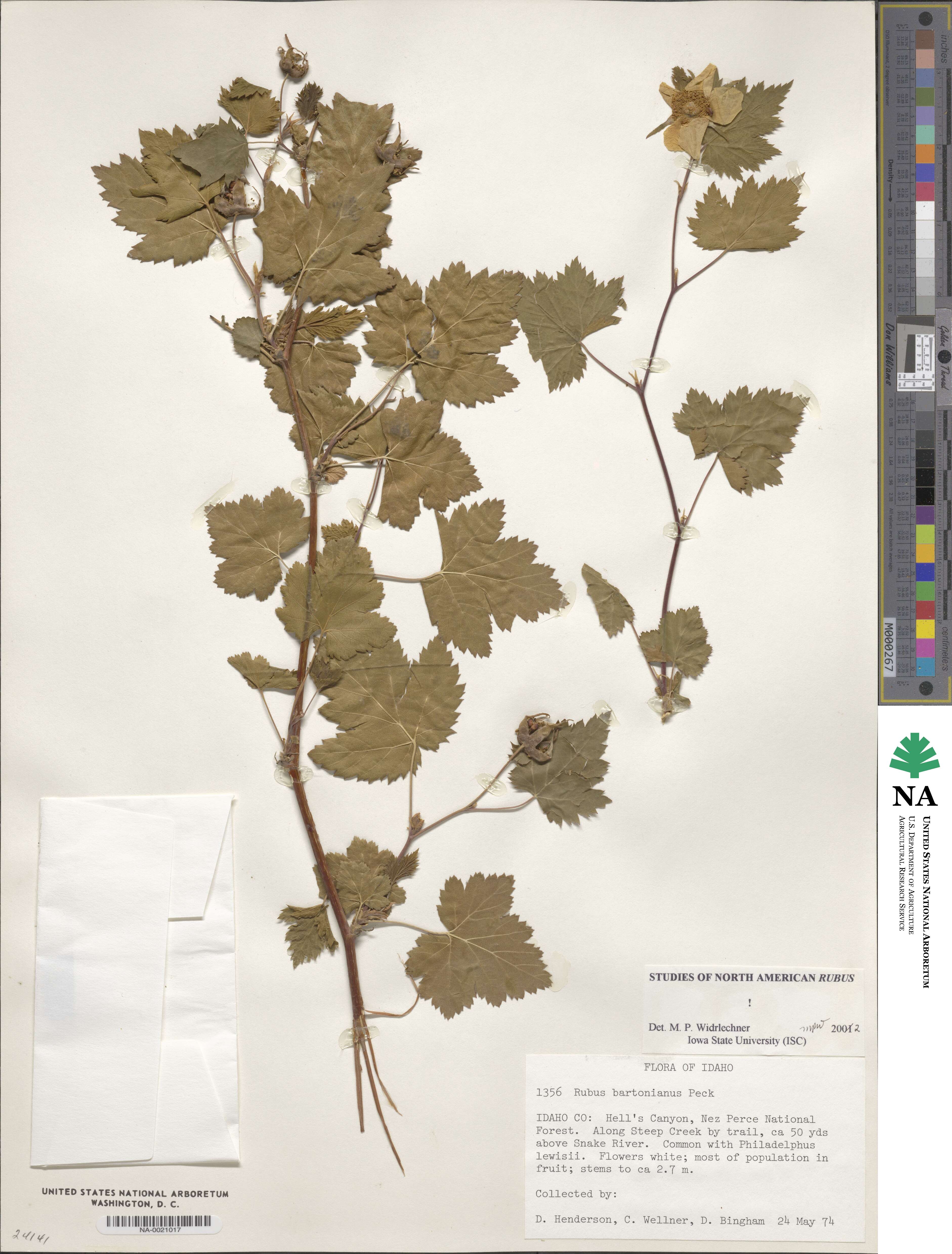 Rubus bartonianus image