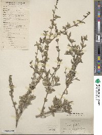 Buchozia japonica image