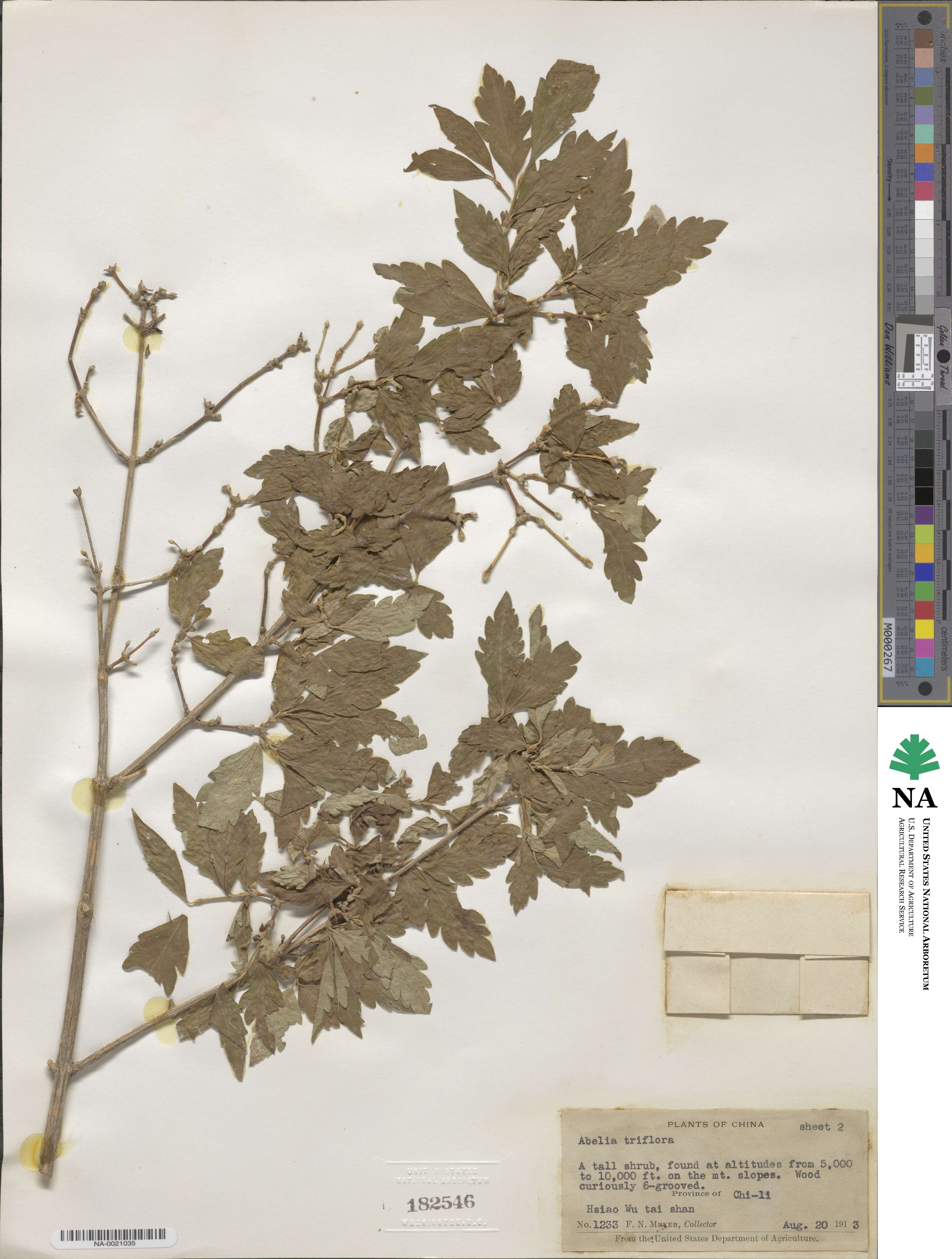 Zabelia triflora image