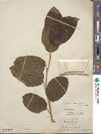 Neoshirakia japonica image