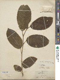 Neoshirakia japonica image