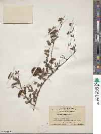 Spiraea ovalis image