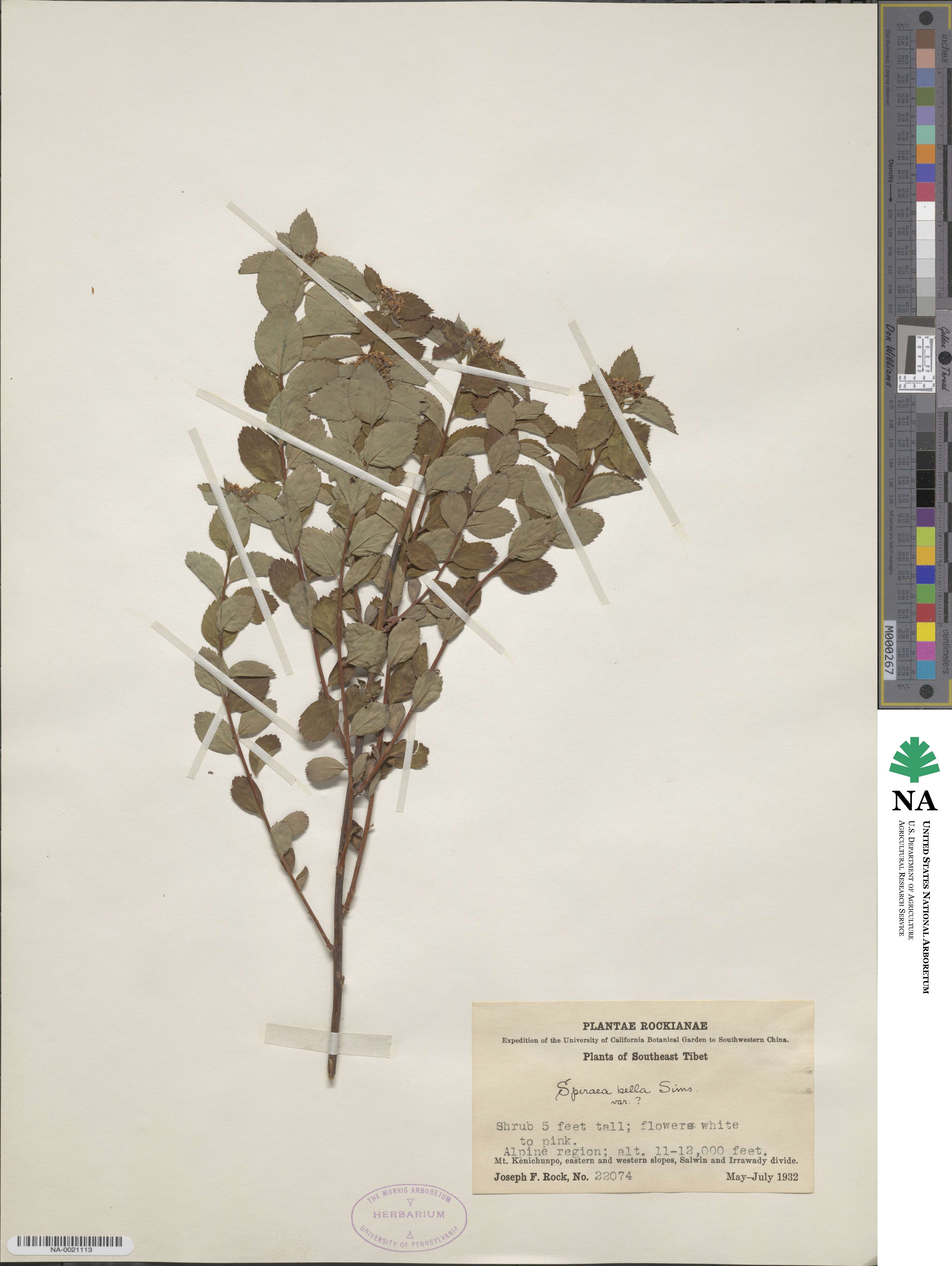 Spiraea bella image