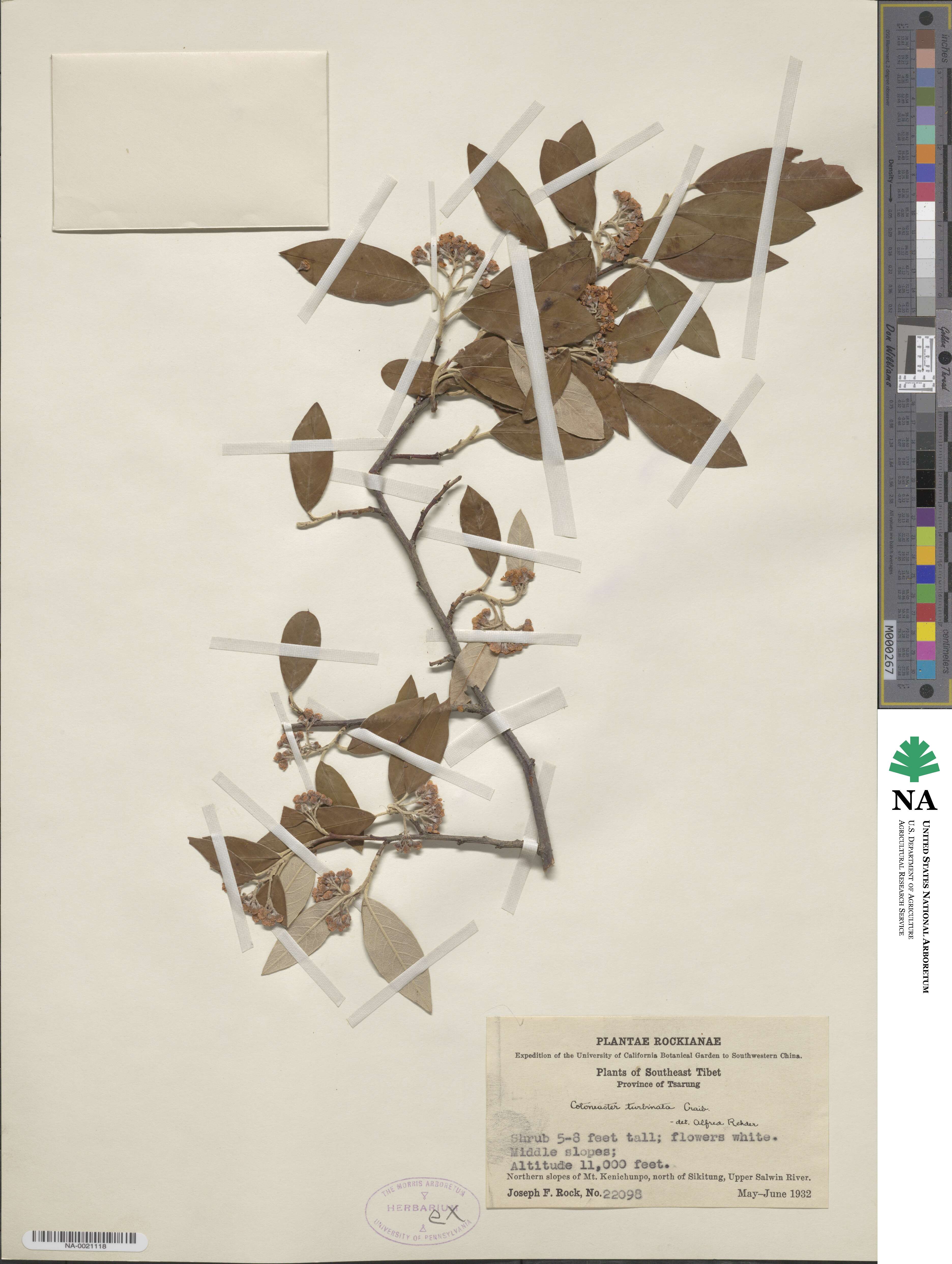Cotoneaster turbinatus image