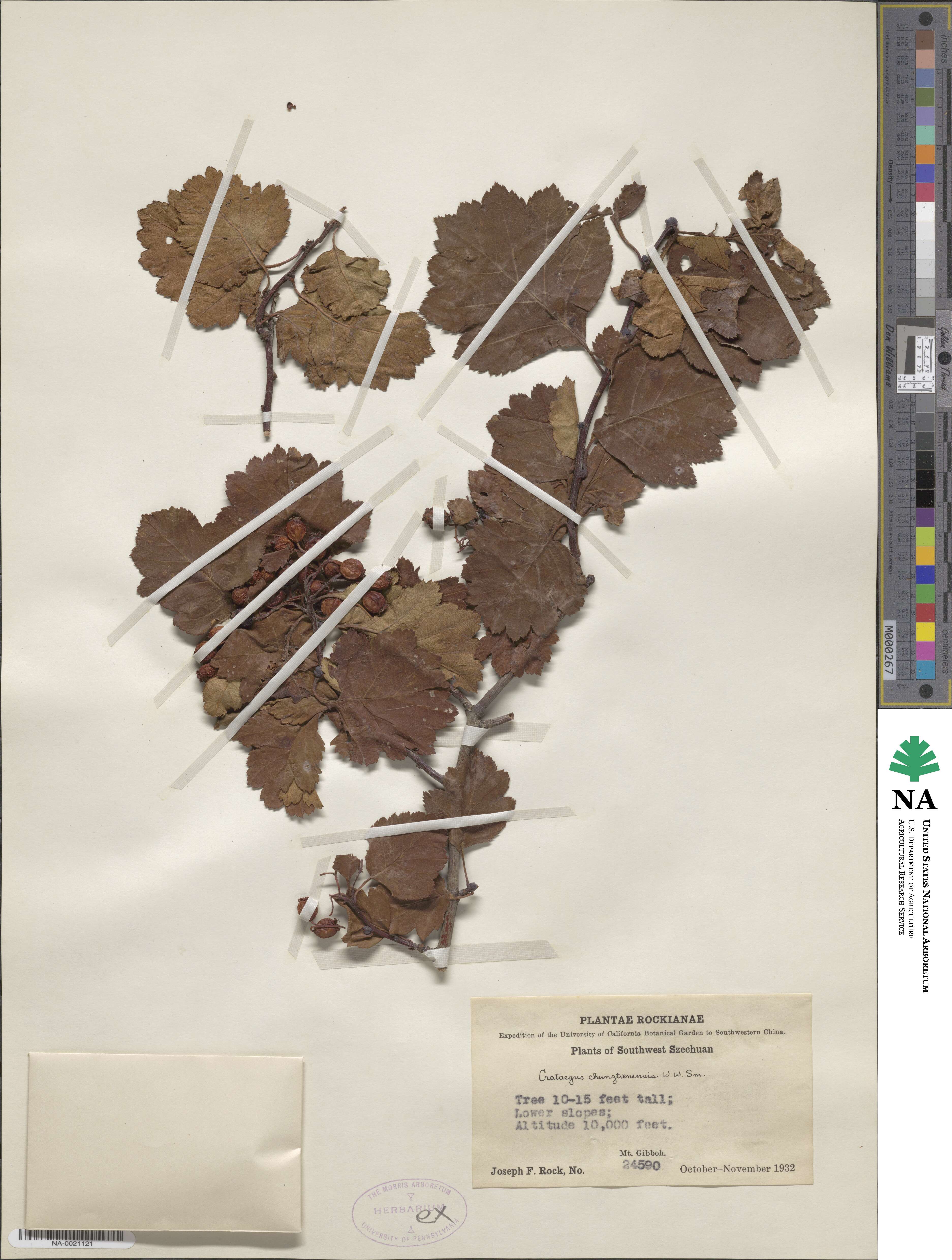 Crataegus chungtienensis image