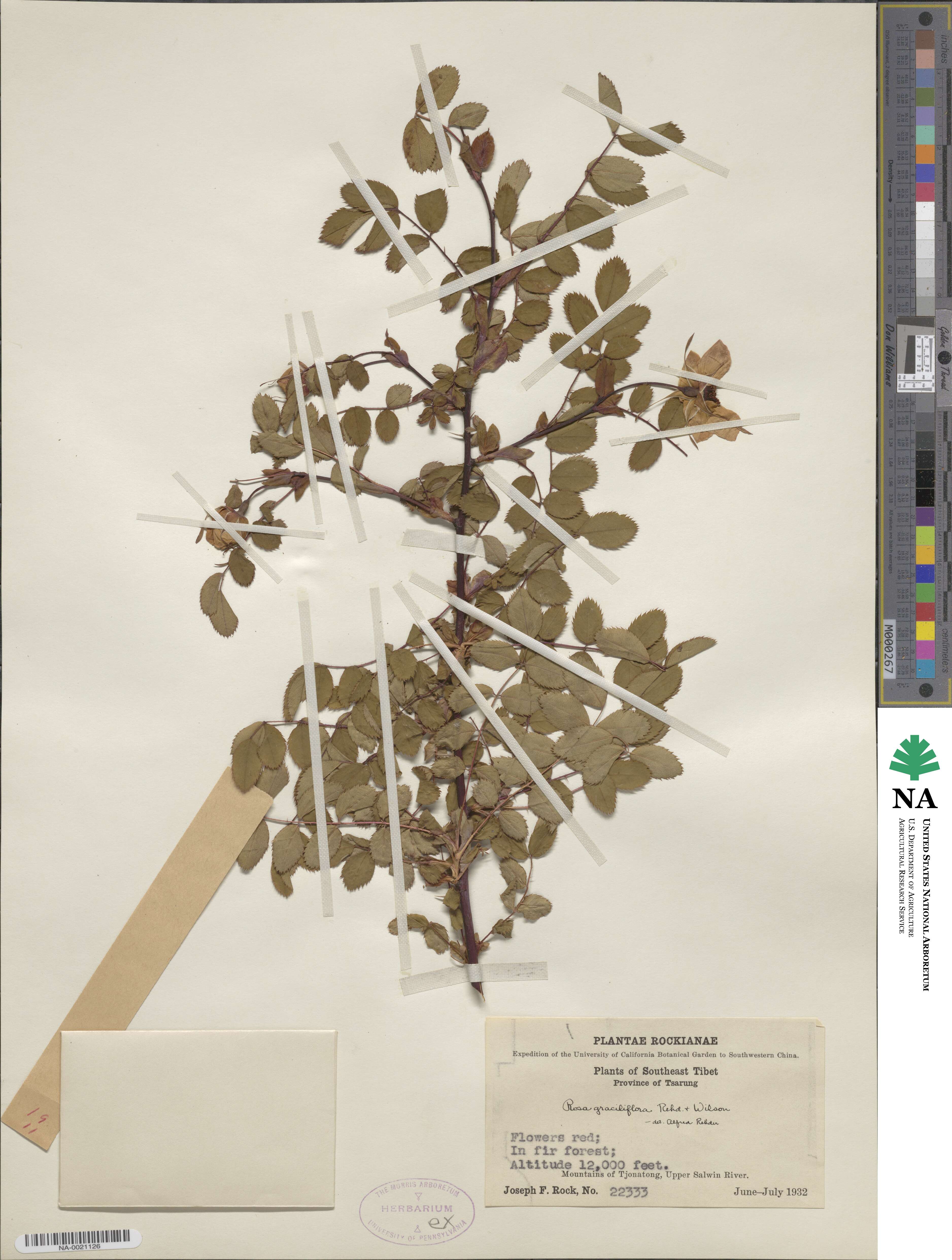 Rosa graciliflora image