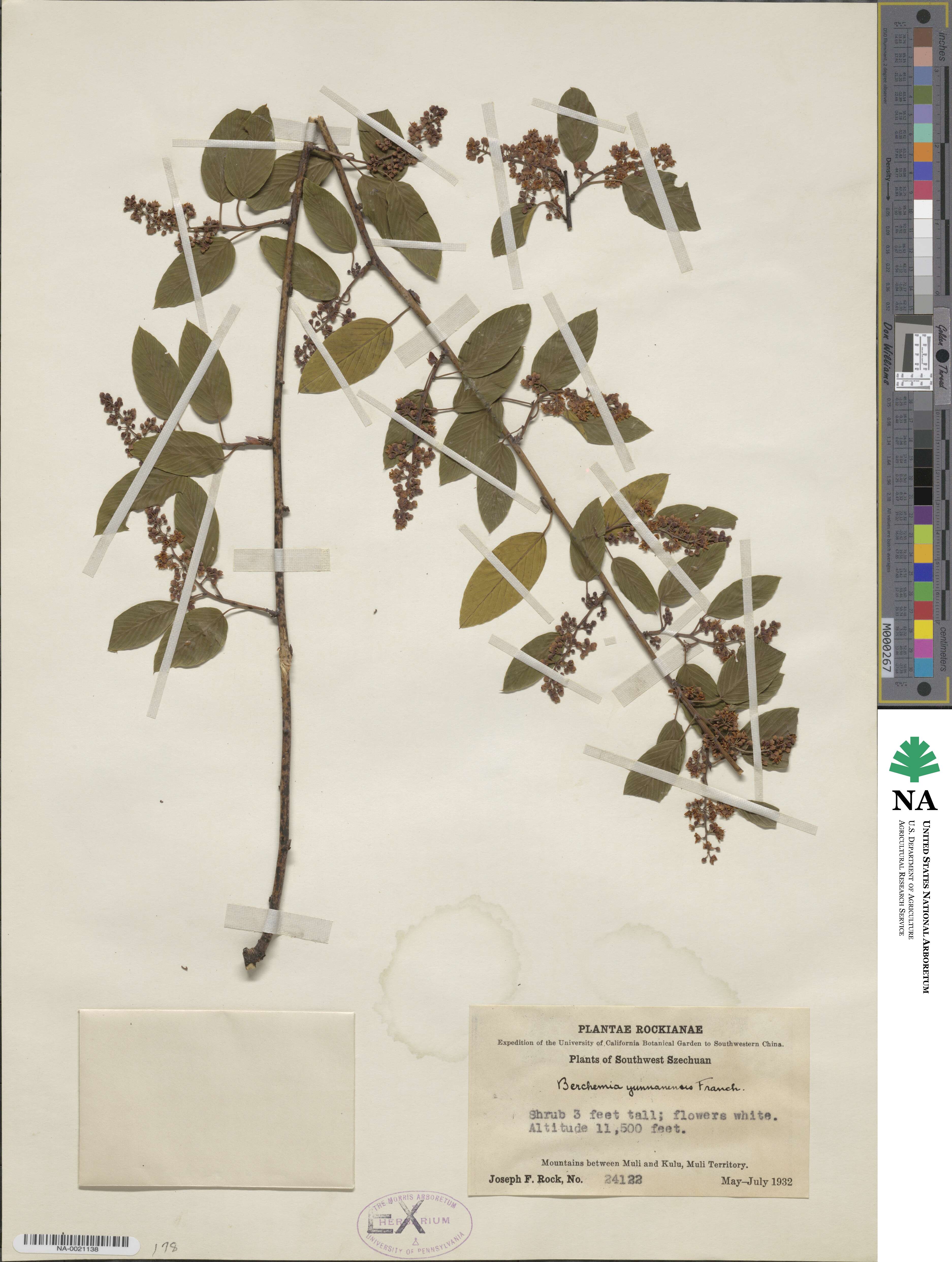 Berchemia yunnanensis image