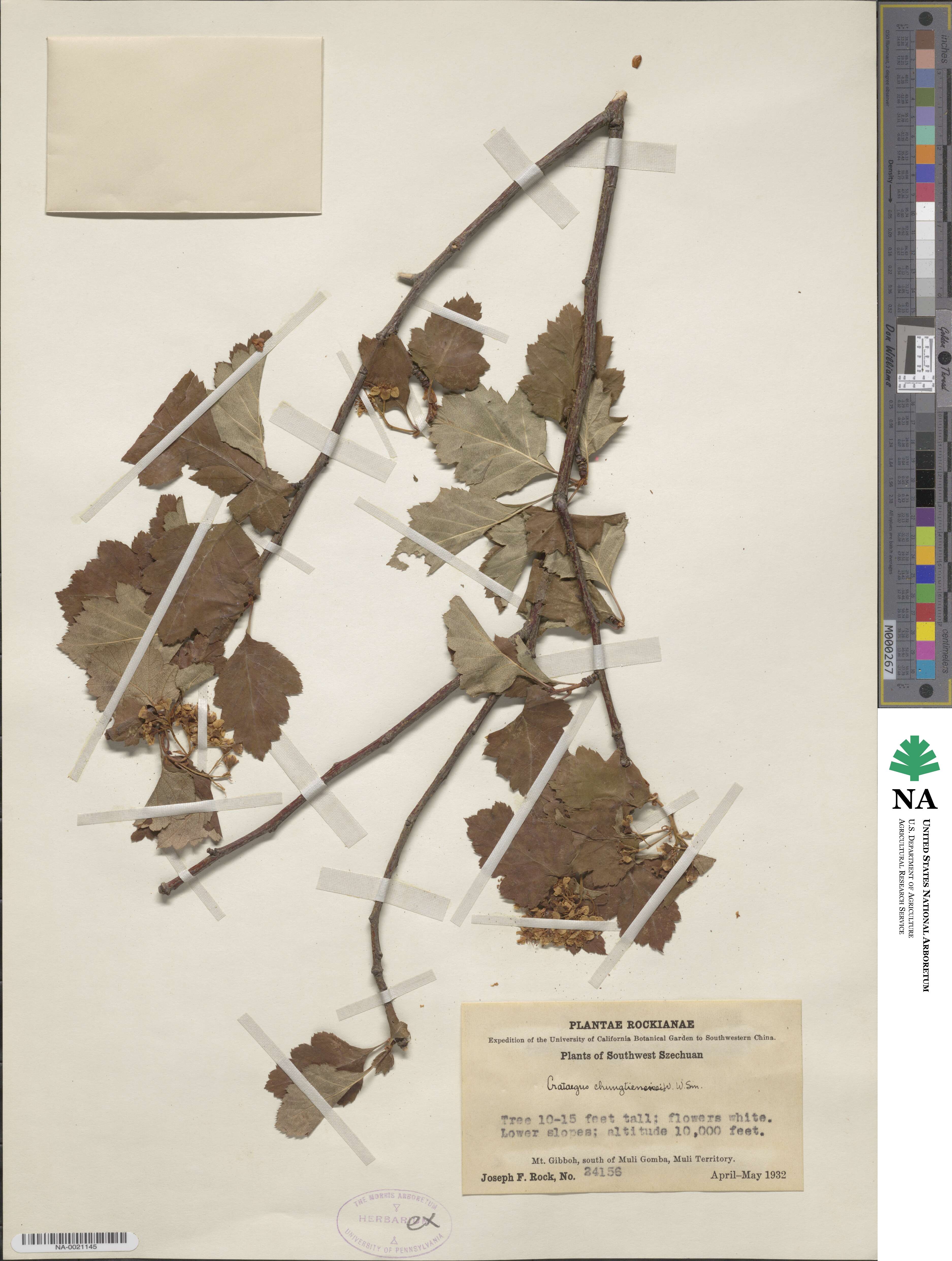 Crataegus chungtienensis image