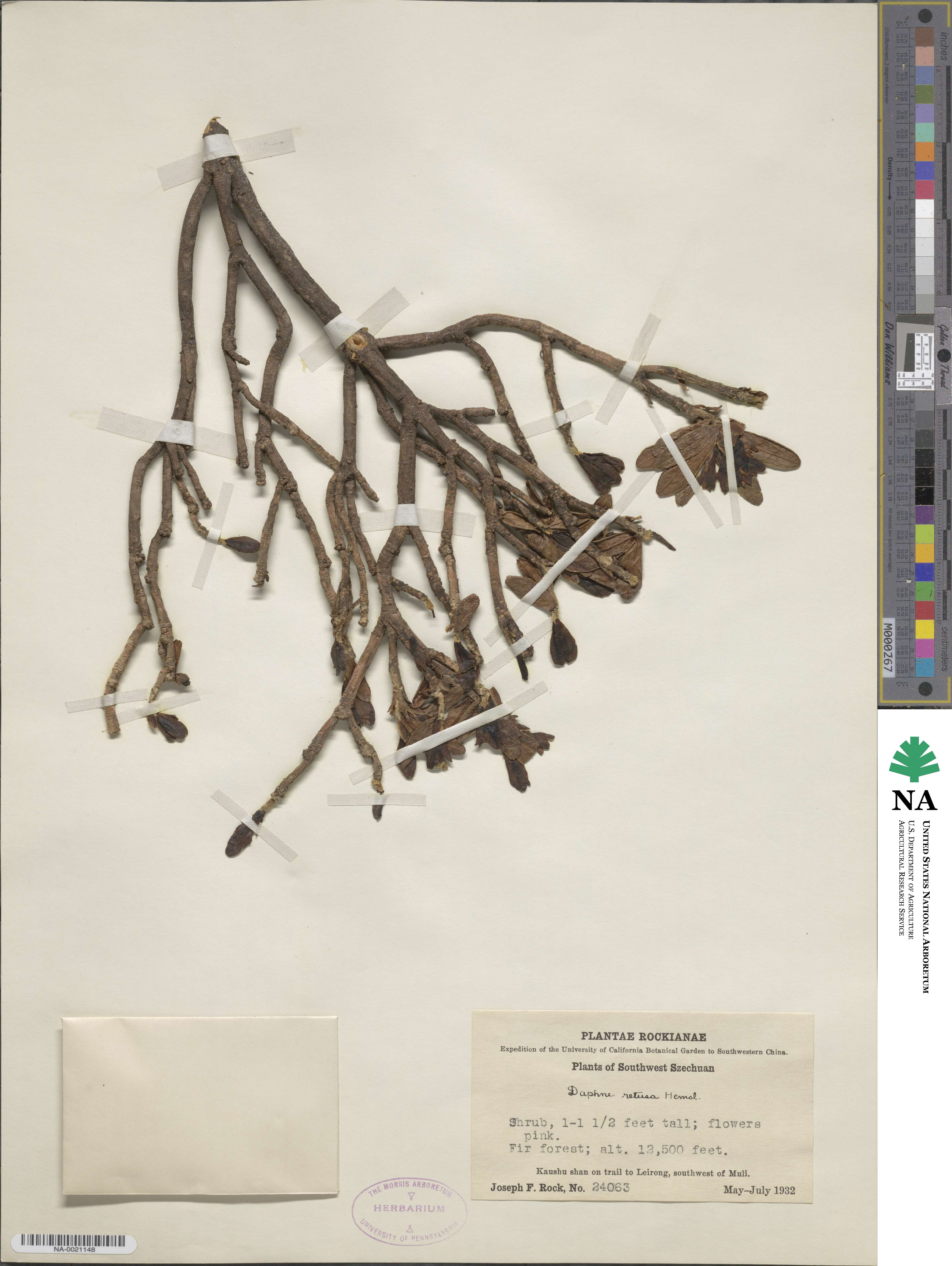 Daphne retusa image